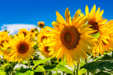 Fototapeta premium Agricultural field with yellow sunflowers against the sky with clouds.Sunflower field.Gold sunset. Sunflower closeup.Agrarian industry. flowers image