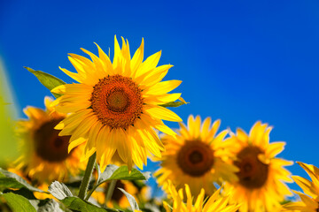 Obraz premium Agricultural field with yellow sunflowers against the sky with clouds.Sunflower field.Gold sunset. Sunflower closeup.Agrarian industry. flowers image
