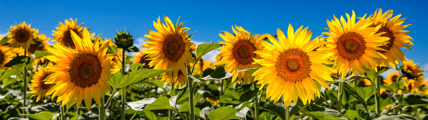 Obraz premium Agricultural field with yellow sunflowers against the sky with clouds.Sunflower field.Gold sunset. Sunflower closeup.Agrarian industry. flowers image