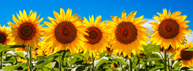 Agricultural field with yellow sunflowers against the sky with clouds.Sunflower field.Gold sunset. Sunflower closeup.Agrarian industry. flowers image