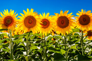 Agricultural field with yellow sunflowers against the sky with clouds.Sunflower field.Gold sunset. Sunflower closeup.Agrarian industry. flowers image