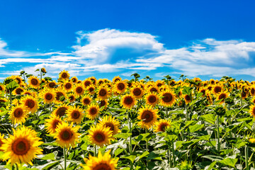 Agricultural field with yellow sunflowers against the sky with clouds.Sunflower field.Gold sunset. Sunflower closeup.Agrarian industry. flowers image