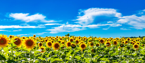 Fototapeta premium Agricultural field with yellow sunflowers against the sky with clouds.Sunflower field.Gold sunset. Sunflower closeup.Agrarian industry. flowers image