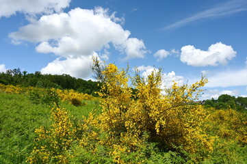 Lanschaft bei Kirchen an der Sieg im Westerwald