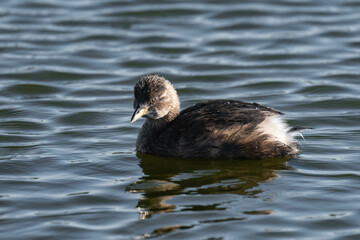 Little grebe (Tachybaptus ruficollis), also known as dabchick
