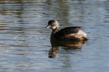 Little grebe (Tachybaptus ruficollis), also known as dabchick