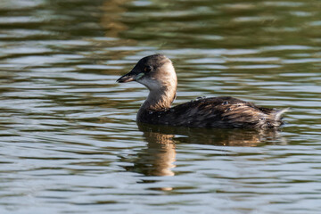 Little grebe (Tachybaptus ruficollis), also known as dabchick