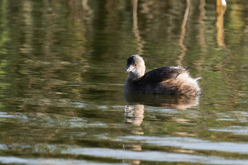 Little grebe (Tachybaptus ruficollis), also known as dabchick