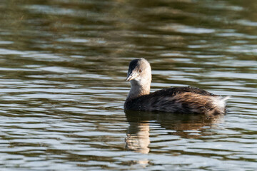 Little grebe (Tachybaptus ruficollis), also known as dabchick