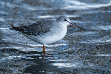 Spotted redshank (Tringa erythropus) walking in the water