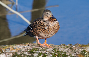 Stockentenweibchen sonnt sich