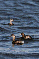 Little grebe (Tachybaptus ruficollis), also known as dabchick