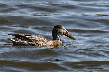 Northern shoveler female (Spatula clypeata) swimming in the water