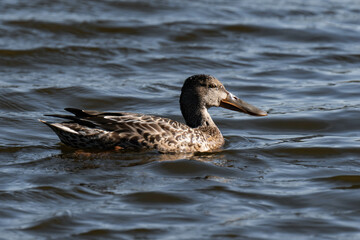 Northern shoveler female (Spatula clypeata) swimming in the water