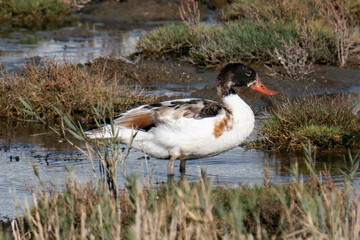 Common shelduck (Tadorna tadorna)