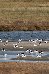 Common shelduck (Tadorna tadorna) colony