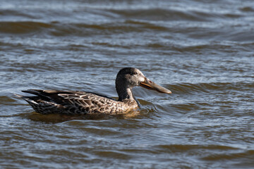 Northern shoveler female (Spatula clypeata) swimming in the water