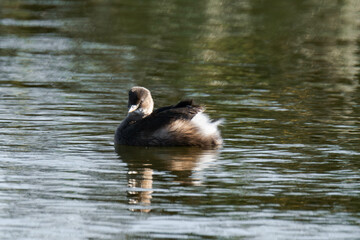 Little grebe (Tachybaptus ruficollis), also known as dabchick
