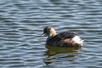Little grebe (Tachybaptus ruficollis), also known as dabchick