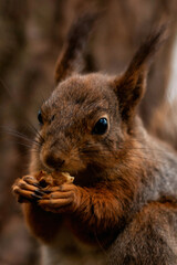Fototapeta premium A squirrel is gnawing on a nut