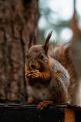 A red squirrel eats a nut