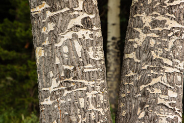 Two aspen trees split to reveal a third in the background within Horseshoe Park, Rocky Mountain National Park, Colorado following an afternoon thunder shower in mid-July.