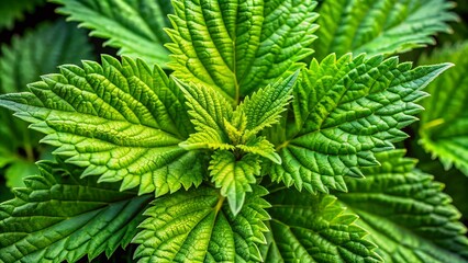 Close-up of vibrant green stinging nettle plant leaves with sharp, serrated edges in natural habitat