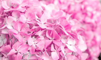 Obraz premium Pink flowers close up. Bouquet of purple flowers. City flower beds, a beautiful and well-groomed garden with flowering bushes.