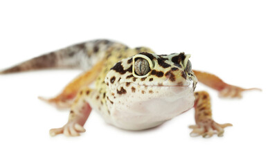One beautiful gecko isolated on white, macro view. Exotic pet