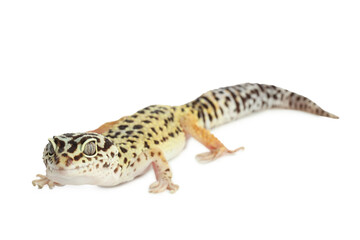 One beautiful gecko isolated on white. Exotic pet