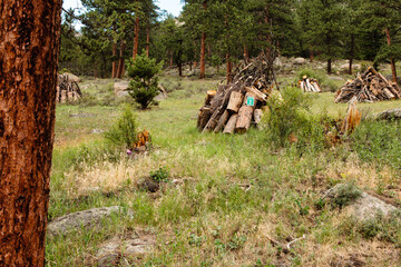Dead pines, from the mountain pine beetle infestation, have been cut down and piled for winter burning within Rocky Mountain National Park, Colorado