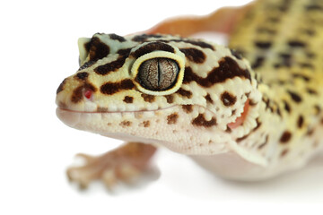 One beautiful gecko isolated on white, macro view. Exotic pet