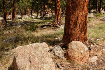 Boulders and ponderosa pines cover the hillside near Moraine Park Campground in Rocky Mountain National Park, Colorado.