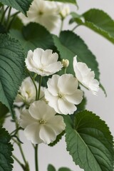 White Flowers in Bloom with Green Leaves.