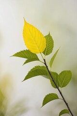 Yellow Leaf Among Green Leaves on a Branch.