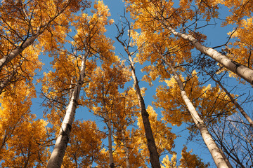 Looking skyward beneath a grove of autumn aspen trees in late October within Pike Lake Unit, Kettle...