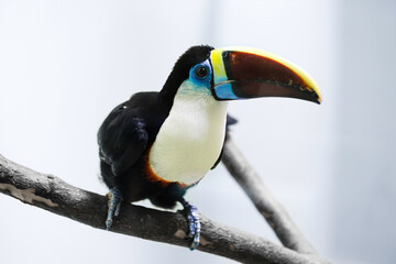 a toucan on a branch © oldcattom