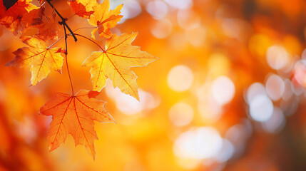 Fototapeta premium Yellow maple leaves against the background of a blurred beautiful autumn park. Design template for wallpapers, backdrops and autumn backgrounds with copyspace