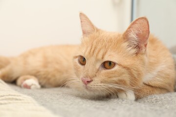 Obraz premium Cute ginger cat lying on blanket at home