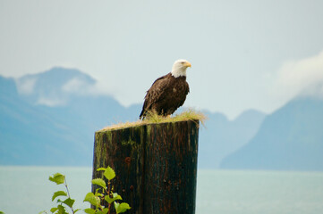 American bald eagle perched on tree stump