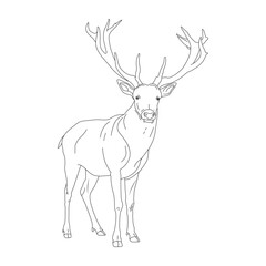Deer line art vector design.  Deer outline illustration design.
