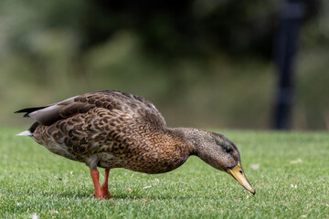 duck in the park