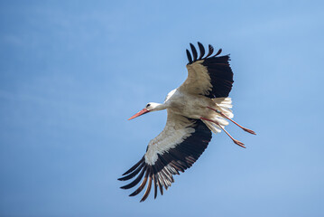 Storch