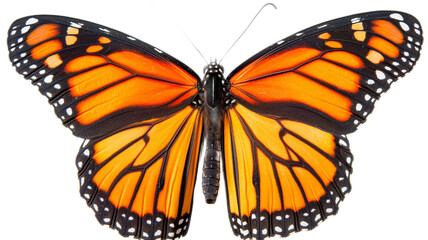 Fototapeta premium Beautiful orange monarch butterfly with black and white wings, isolated on a white background