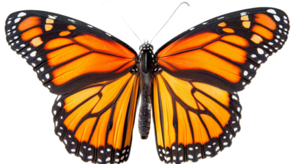 Beautiful orange monarch butterfly with black and white wings, isolated on a white background