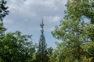 trees and sky