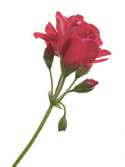 Obraz premium Red rose side view isolated photo