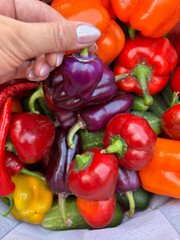 Sweet pepper in a woman's hand. Against a background of various brightly colored vegetables