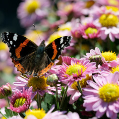 Obraz premium Colorful butterfly delicately perched on vibrant flowers in a sunny garden setting