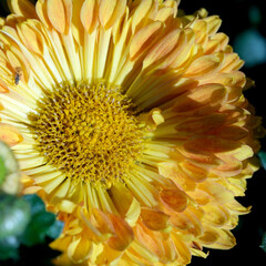 Vibrant yellow flower blossoms under soft sunlight in a tranquil garden setting